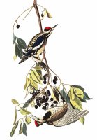 The Yellow Bellied Woodpecker by John James Audubon