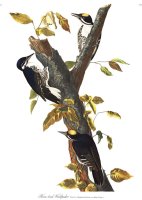 Three Toed Woodpecker by John James Audubon