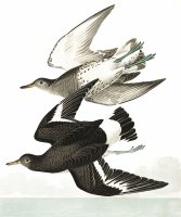 Townsend's Sandpiper by John James Audubon