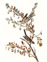 Tree Sparrow by John James Audubon