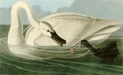 Trumpeter Swan by John James Audubon
