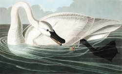 Trumpeter Swan by John James Audubon