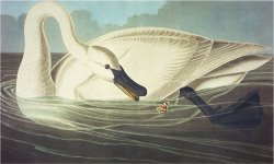 Trumpeter Swan Olor Buccinator Plate Ccccvi From The Birds of America by John James Audubon