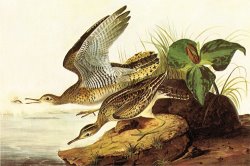 Upland Plover by John James Audubon