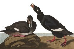 Velvet Duck by John James Audubon