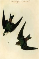 Violet Green Swallow by John James Audubon