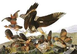 Virginian Partridge by John James Audubon