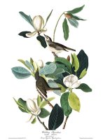 Warbling Flycatcher by John James Audubon