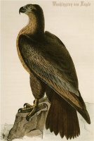 Washington Sea Eagle by John James Audubon