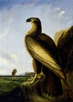 Washington Sea Eagle by John James Audubon