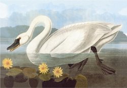 Whistling Swan by John James Audubon