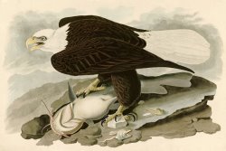 White Headed Eagle by John James Audubon