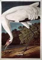 Whooping Crane From Birds of America by John James Audubon