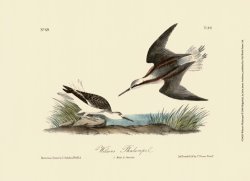 Wilson S Phalaropel by John James Audubon