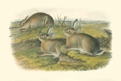 Wormwood Hare by John James Audubon