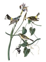Yellow Crown Warbler by John James Audubon