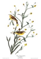 Yellow Red Poll Warbler by John James Audubon