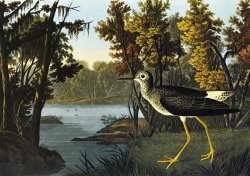 Yellow Shank by John James Audubon