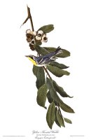 Yellow Throated Warbler by John James Audubon
