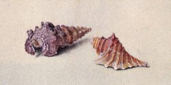 Study of Two Shells by John Ruskin