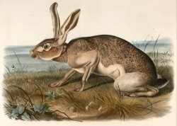 Texian Hare (lepus Texianus) by John Woodhouse Audubon