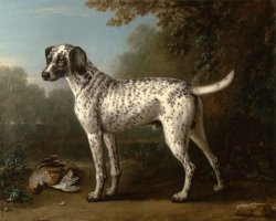 A Grey Spotted Hound by John Wootton