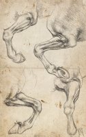 Study For Horse Legs by Leonardo da Vinci