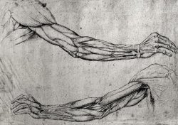 Study Of Arms by Leonardo da Vinci
