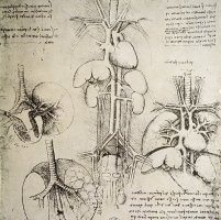 The Heart And The Circulation by Leonardo da Vinci