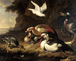 Ducks by Melchior de Hondecoeter