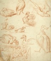 Schetsen Van Een Compositie En Verschillende Vogels by Melchior de Hondecoeter