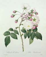 Adelia aurelianensis by Pierre Joseph Redoute