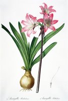 Amaryllis Belladonna From Les Liliacees Engraved By De Gouy by Pierre Joseph Redoute