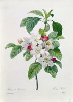 Apple Blossom by Pierre Joseph Redoute