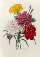 Carnations by Pierre Joseph Redoute
