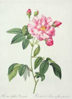 French Rose by Pierre Joseph Redoute