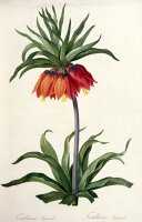 Fritillaria Imperialis by Pierre Joseph Redoute