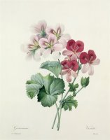 Geranium Variety by Pierre Joseph Redoute