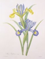 Iris xiphium by Pierre Joseph Redoute
