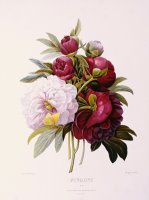 Peonies Engraved By Prevost by Pierre Joseph Redoute
