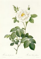 Rosa Alba flore pleno by Pierre Joseph Redoute
