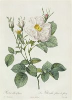Rosa Alba Foliacea by Pierre Joseph Redoute