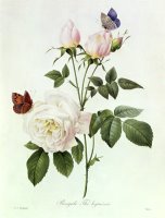 Rosa Bengale the Hymenes by Pierre Joseph Redoute