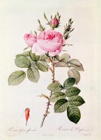 Rosa Bifera Officinalis by Pierre Joseph Redoute