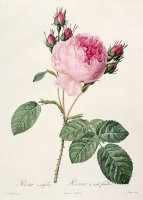 Rosa Centifolia by Pierre Joseph Redoute