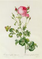 Rosa Centifolia Bipinnata by Pierre Joseph Redoute