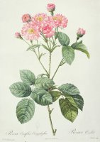 Rosa Centifolia Caryophyllea by Pierre Joseph Redoute