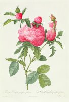 Rosa Centifolia Prolifera Foliacea by Pierre Joseph Redoute