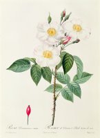 Rosa Damascena Subalba by Pierre Joseph Redoute