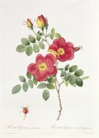 Rosa Eglantera Punicea by Pierre Joseph Redoute